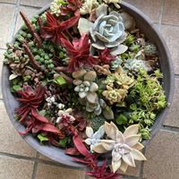 セダム,エケベリア,多肉植物,多肉寄せ植え,キュンキュン乙女倶楽部の画像