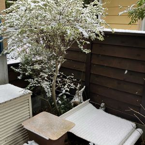 多肉植物,塊根植物,コーデックス,花のある暮らし,ジャングル化計画の画像