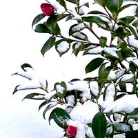 寒椿,グリーンのある暮らし,放置庭,自作花壇,積雪⛄の画像