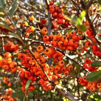 ピラカンサ,岐阜県,多肉男子,ピラカンサ.,岐阜の画像