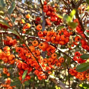 ピラカンサ,岐阜県,多肉男子,ピラカンサ.,岐阜の画像