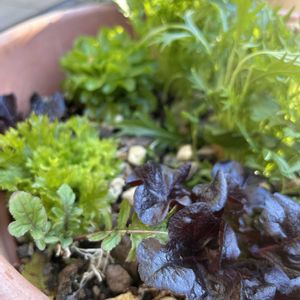 観葉植物,プランター野菜の画像