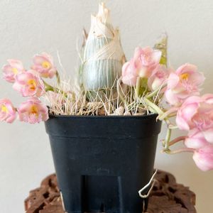 Clowesia Rebecca Northern ‘Grapefruit Pink’,開花,洋ラン,Clowesia,タケノコ蘭の画像