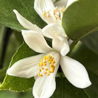 レモン,レモン (グランドレモン),季節はずれ,グランドレモン,冬〜の画像