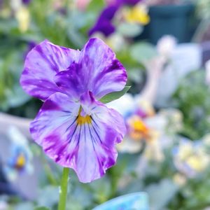 ビオラ,ガーデニング,花のある暮らし,ビオラ・パンジー,花が好きの画像