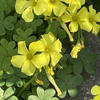 オキザリス,カタバミ,オオキバナカタバミ,花壇,ガーデニングの画像