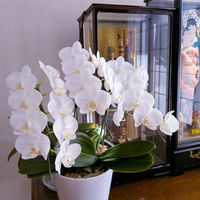 胡蝶蘭,可愛い,花のある暮らし,緑のある暮らし,花が好きの画像