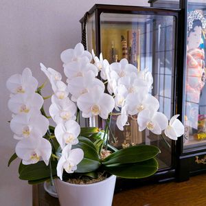 胡蝶蘭,可愛い,花のある暮らし,緑のある暮らし,花が好きの画像