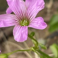 オキザリス,カタバミ,ムラサキカタバミ,花壇,ガーデニングの画像