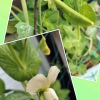 スナップエンドウ,チーム愛知,すずガーデンの画像