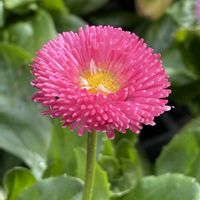 デージー,癒し,花のある暮らしの画像