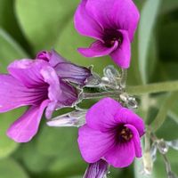 オキザリス,カタバミ,イモカタバミ,花壇,ガーデニングの画像