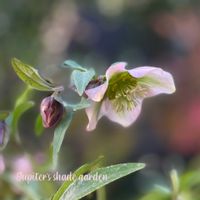 クリスマスローズ,松村ナーセリー クリスマスローズ,ナチュラルガーデン,ジャンクガーデン,シェードガーデンの画像