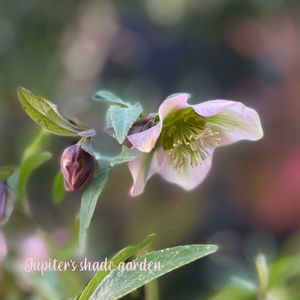 クリスマスローズ,松村ナーセリー クリスマスローズ,ナチュラルガーデン,ジャンクガーデン,シェードガーデンの画像