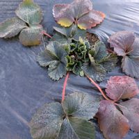 イチゴ,シェア畑深大寺,家庭菜園,畑の画像