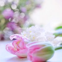 サクラソウ,チューリップ,可愛い,お散歩,癒しの画像