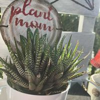 十二の巻,花かんざし,花かんざし,繋がりに感謝✨,KOHリメ鉢の画像