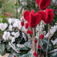 ガーデンシクラメン,寄せ植え,꒰ღ˘◡˘ற꒱かわゅ~,冬の花,毛糸アートの画像