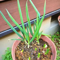 ネギ,ネギ,GSに感謝。,月曜日の朝,わんこと暮らすの画像