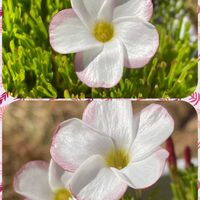 オキザリス・バーシカラー,キャベツ,センダンの実,コウノトリの画像