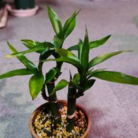 ミリオンバンブー,観葉植物,ガーデニング,ボタニカルライフ,お庭の植物の画像