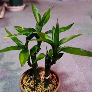 ミリオンバンブー,観葉植物,ガーデニング,ボタニカルライフ,お庭の植物の画像