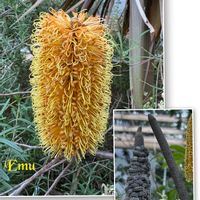 ワックスフラワー,バンクシア,バンクシア,ムクドリ,ムクドリの画像