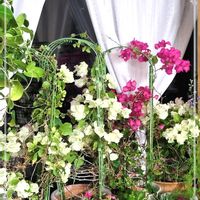 ブーゲンビリア,北海道,寒冷地,キュンキュン乙女倶楽部,今日も笑顔で♡の画像