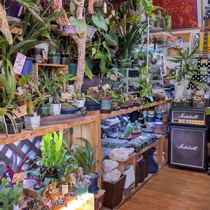 多肉植物,ウラボシ科,ビカクシダ属,食中植物,塊根の画像