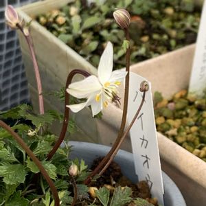 バイカオウレン,バイカオウレン,バイカオウレン,バイカオウレン,開花の画像