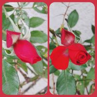 ミニバラ,赤い花,お出かけ先にて,月曜日にはバラを,明日はきっと良い日になるの画像