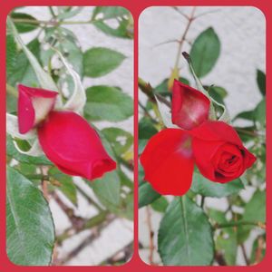 ミニバラ,赤い花,お出かけ先にて,月曜日にはバラを,明日はきっと良い日になるの画像