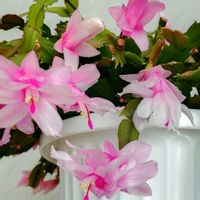 シャコバサボテン,多肉植物,サボテン科スクルンベルゲラ属,短日性植物の画像