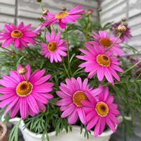 ボンザマーガレット,かわいいピンク,玄関アプローチの画像