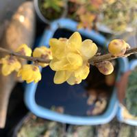 ロウバイ,ロウバイ,蝋梅,開花,可愛いの画像