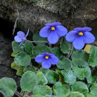 ゼラニウム,セントポーリア,フウチソウ,山野草,花のある暮らしの画像