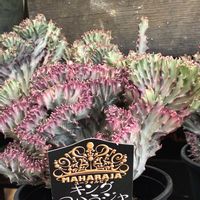 ユーフォルビア マハラジャ,キング マハラジャ,キング マハラジャ,ユーフォルビア,お花屋さんの画像