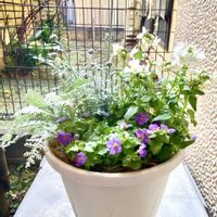 バコパ,レースフラワー,ローダンセマム,宿根ネメシア,バコパ・コピアの画像