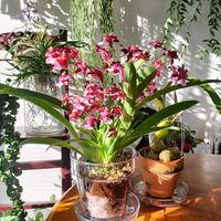 オンシジウム,オンシジウム シャーリーベイビー,オンシジウム トゥインクル フレグランスファンタジー,いい香り,蘭が好きの画像