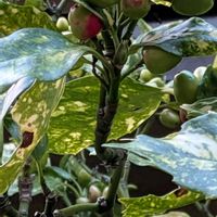 斑入りポトス,斑入りアオキ,斑入りアオキの実,斑入り葉っぱ,2のつく日は斑入りの日の画像