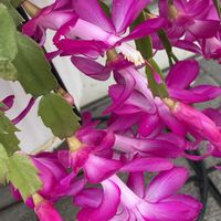 シャコバサボテン,シャコバサボテン,シャコバサボテン,シャコバサボテン,シャコバサボテンの画像