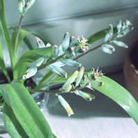 ラケナリア,ラケナリア　クリームソーダ,咲いた！,お気に入り♡,綺麗の画像