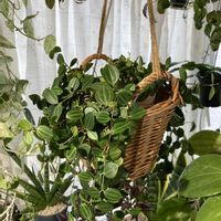 ペペロミア,ペペロミア ビートルの画像