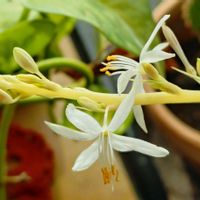 オリズルラン,オリズルラン,リビング,咲いてくれてありがとう❤,可愛いお花♡の画像