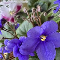 セントポーリア,室内,青い花,花のある暮らし,今日のお花の画像