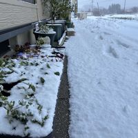 ナデシコ,爛漫なでしこ,いつもありがとう♡,雪景色,冬越しの画像