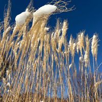 ススキ,浅間山,動物の足跡,お出かけ先で,雪が降った朝にの画像