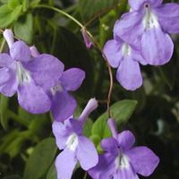 ストレプトカーパス,ストレプトカーパス,イワタバコ科,国営木曽三川公園フラワーパーク江南の画像