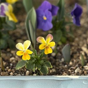 ビオラ,コンテナガーデン,成長記録,バルコニー/ベランダの画像