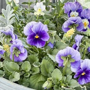 ビオラ,コンテナガーデン,成長記録,バルコニー/ベランダの画像